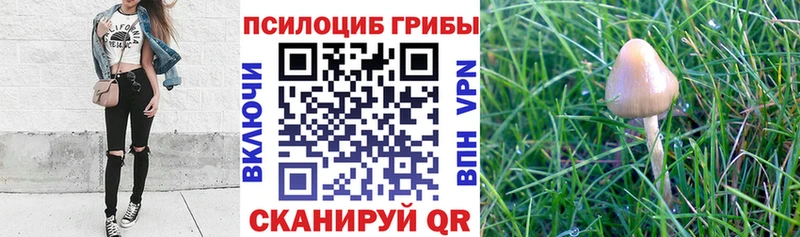 Галлюциногенные грибы Magic Shrooms Чехов